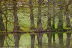 Shaw Nature 1