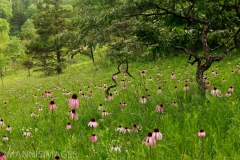 Shaw Nature 10
