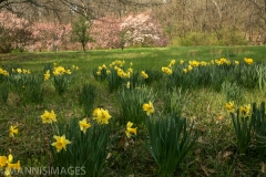 Shaw Nature 11