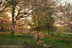 Shaw Nature 13