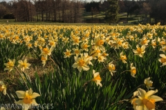 Shaw Nature 15