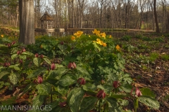 Shaw Nature 17