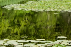 Shaw Nature 5