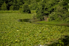 Shaw Nature 6