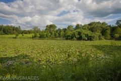 Shaw Nature 7