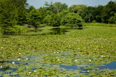 Shaw Nature 8