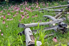 Shaw Nature 9