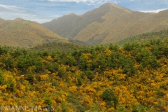 Scotch Broom