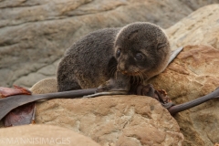 Fur Seal 2
