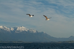 Tasman Sea 1