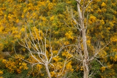 Scotch Broom 2