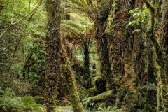 Rain Forest 1