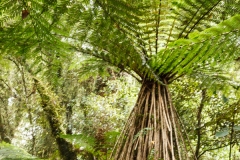 Rain Forest 2