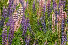 Lupin