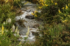 Lake Wakatipu Lupin 4
