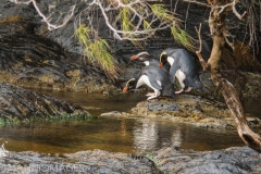 Fiordland Crested Penguins