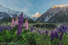 Mt Cook With Lupin 5