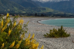 Kaikouri 2