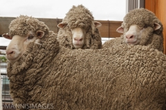 Wrinkley Rams