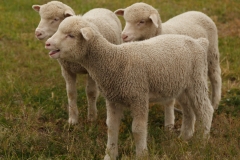 Wrinkley Lambs 2