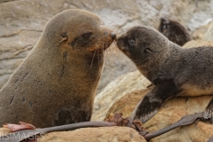 Fur Seals 1