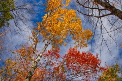 LOOKING UP 1