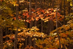 Trees 10