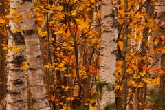 Trees 11