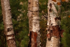 Trees 12