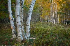 Trees 13