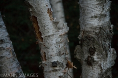 Trees 14