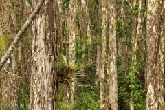TREES 15