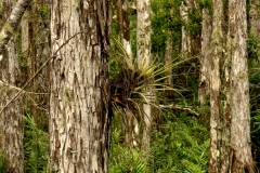 TREES 16