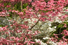 DOGWOODS 1