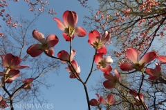 DOGWOODS 3