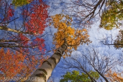 LOOKING UP 2