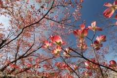DOGWOODS 4