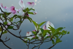 DOGWOODS 5