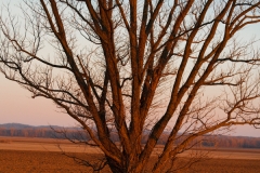TREES 29