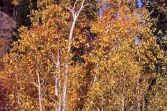 TREES 3