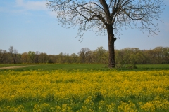 TREES 30