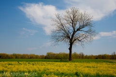 TREES 31