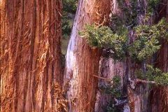 SEQUOIA 1
