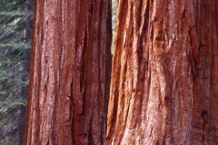 SEQUOIA 2