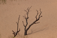 TREES 35