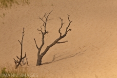 TREES 36