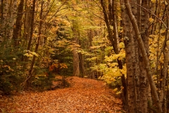 TREES 4