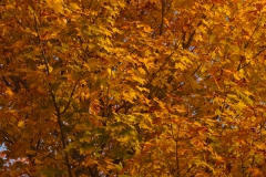 TREES 5
