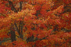 TREES 6