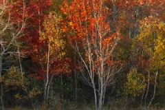 TREES 7